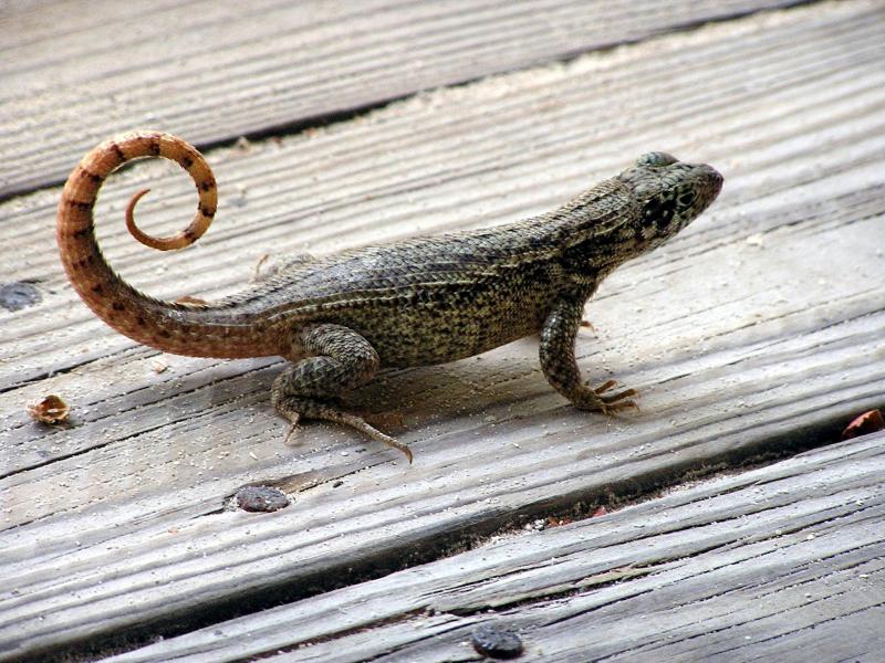 Photo of a curlytail lizard