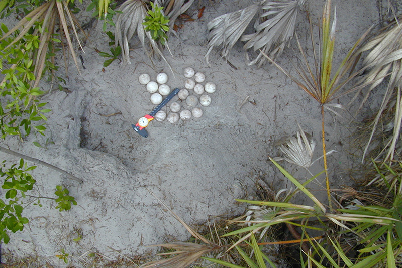 Gopher tortoise nest with eggs